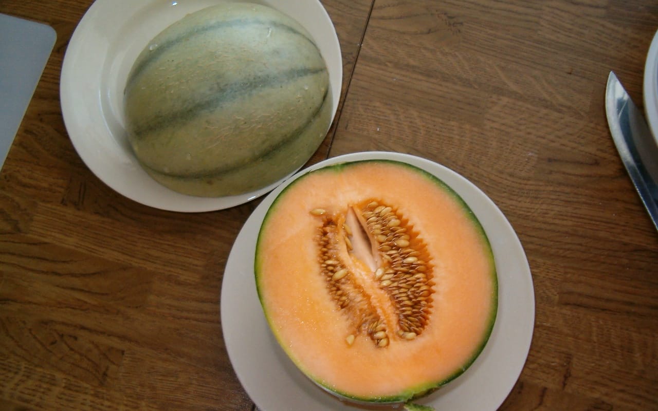 Charentais Melon
