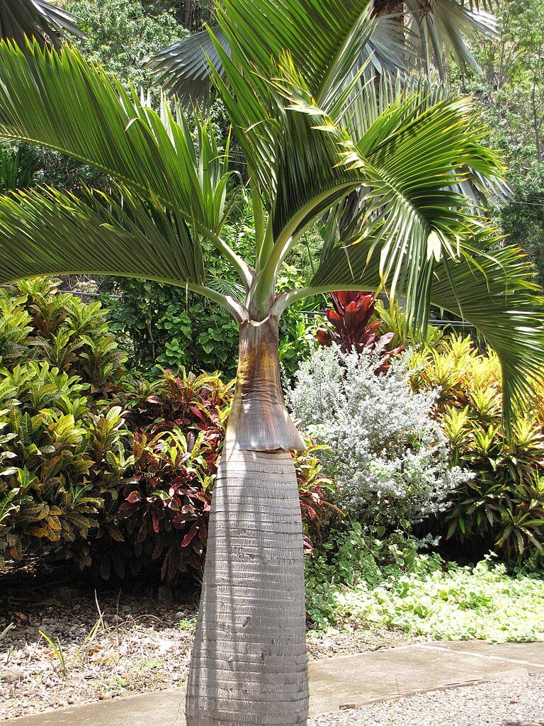 Bottle Palm (Hyophorbe Lagenicaulis, palmiste gargoulette)