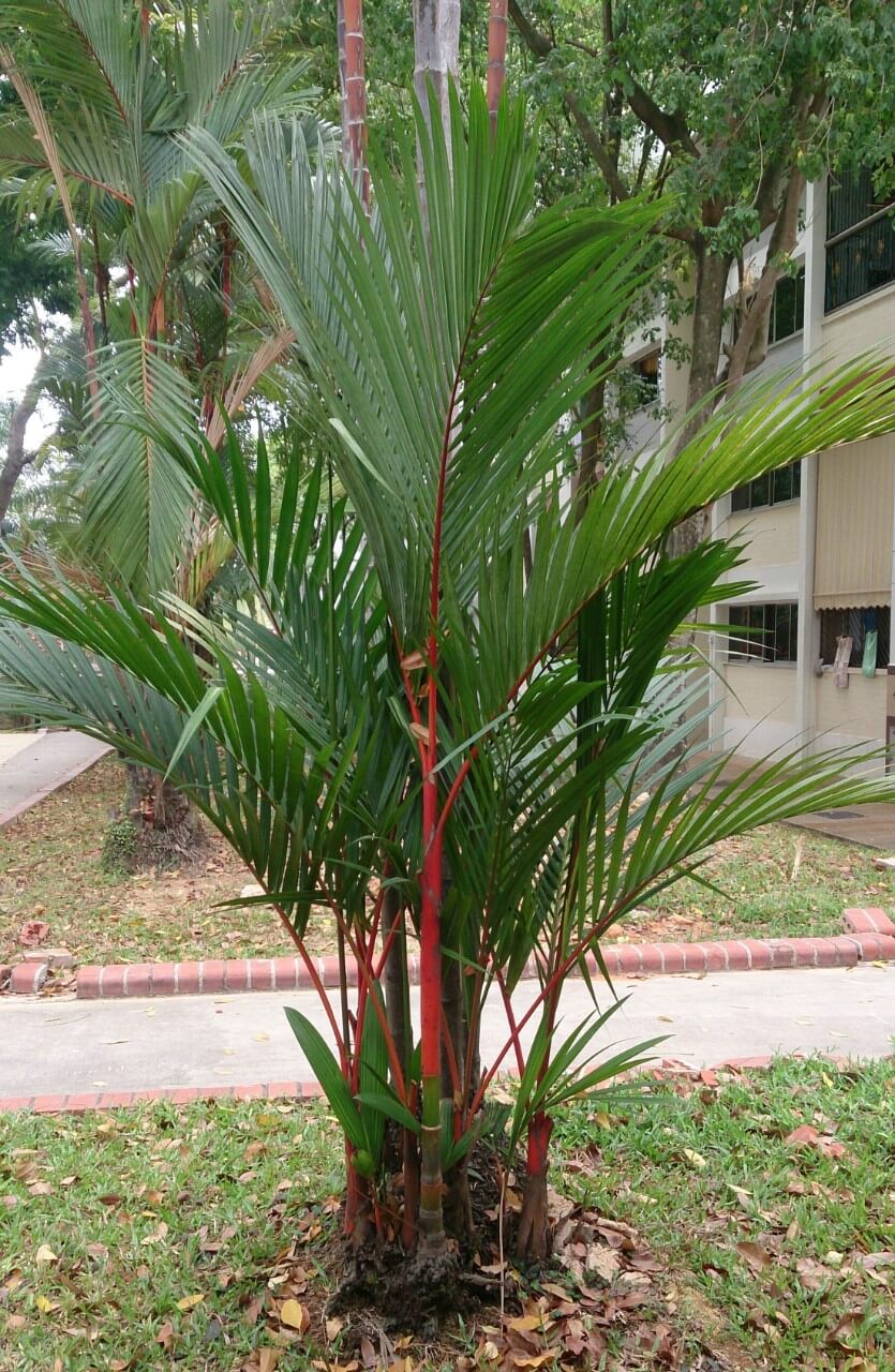 Lipstick Palm (Cyrtostachys Renda)