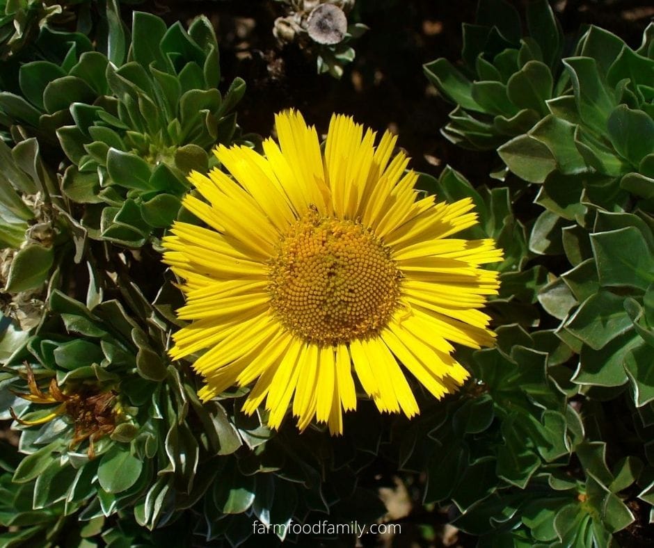 Canary island daisy