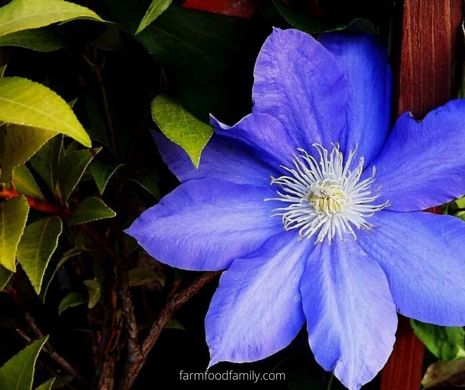 Clematis (Leather flower)