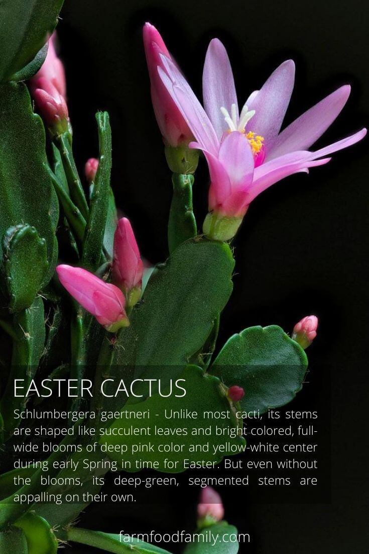 Easter cactus (Schlumbergera gaertneri)
