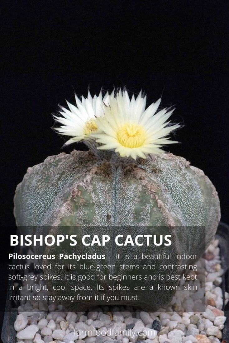 Bishop's cap cactus (Astrophytum myriostigma)