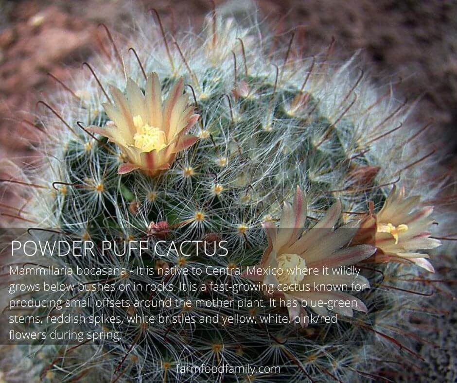 Powder puff cactus (Mammillaria bocasana)