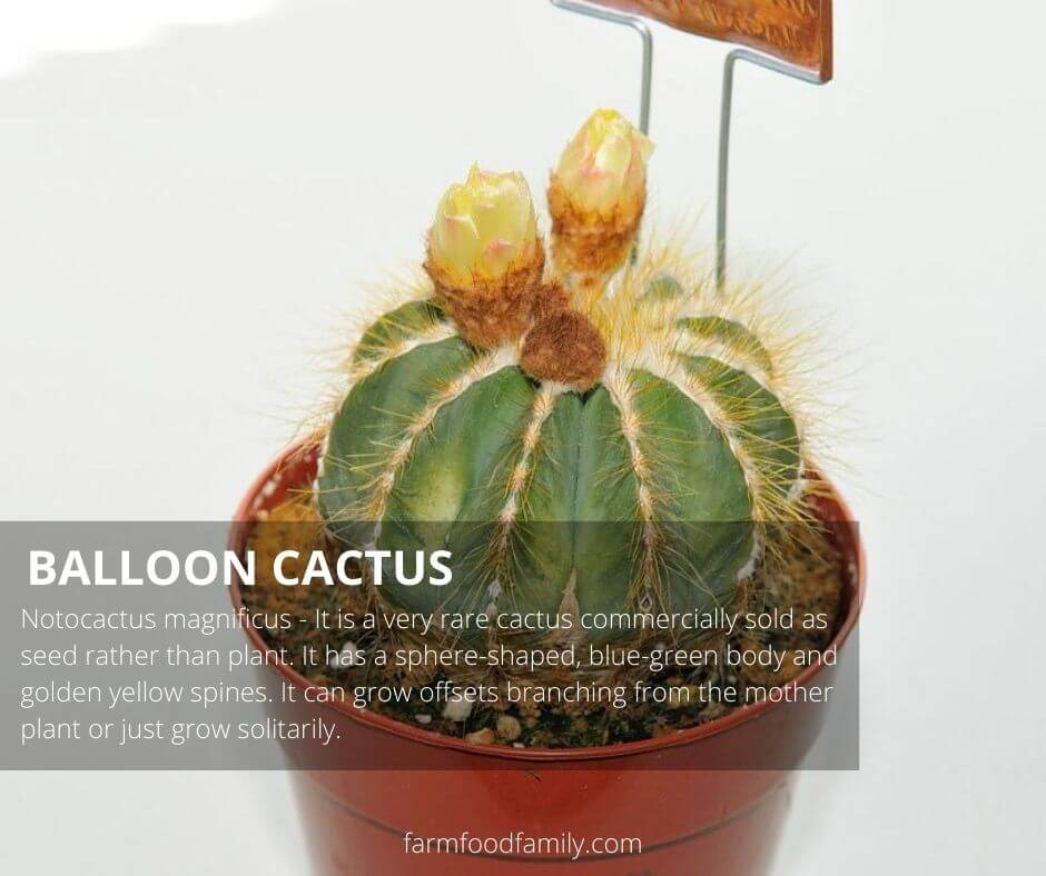 Balloon cactus (Notocactus magnificus)