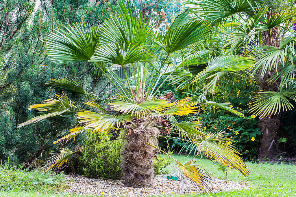 Windmill Palm (Trachycarpus Wagnerianus, Chusan palm, Chinese windmill palm)