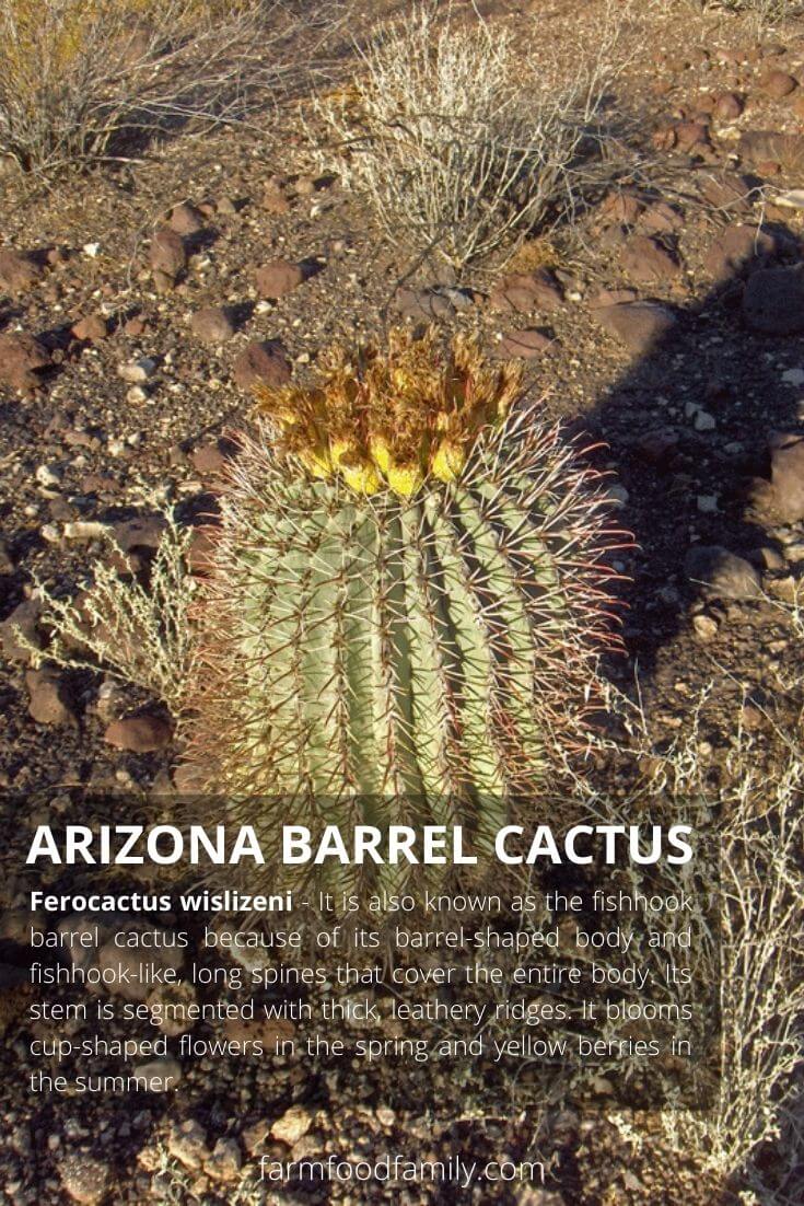Arizona barrel cactus (Ferocactus wislizeni, the fishhook barrel cactus)
