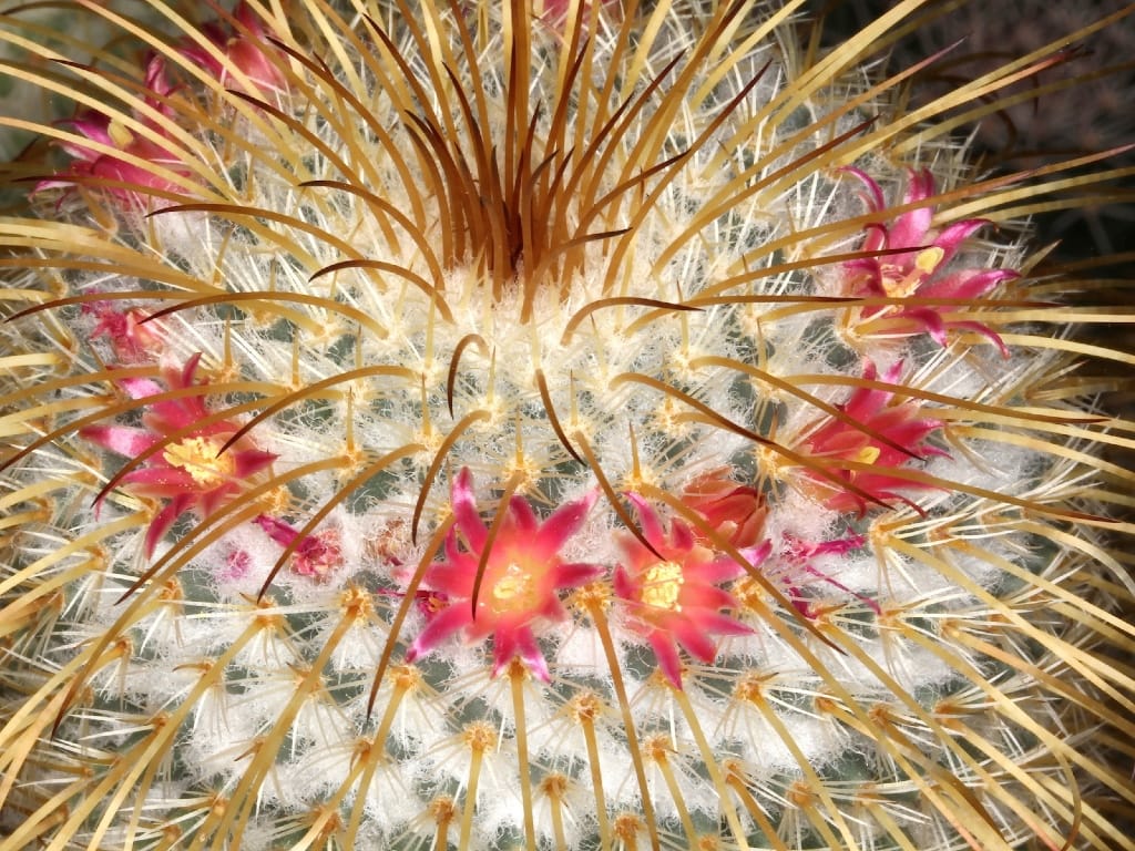Mammillaria Dixanthocentron