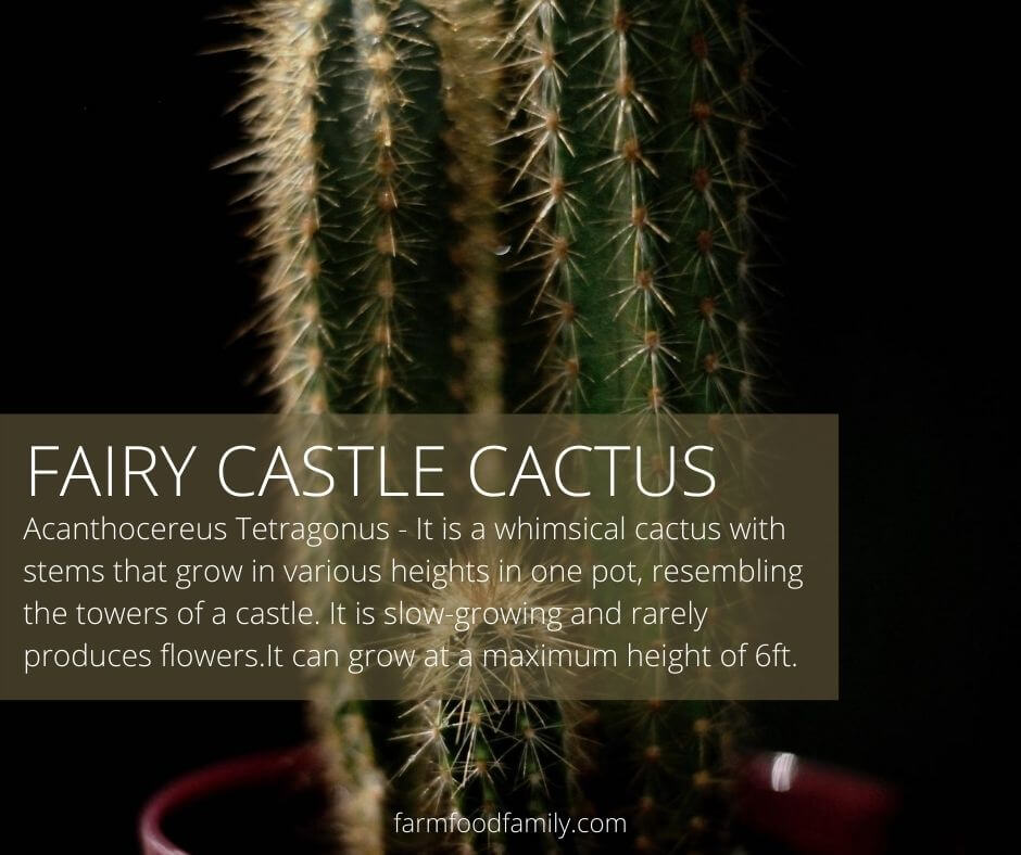 Fairy castle cactus (Acanthocereus Tetragonus)