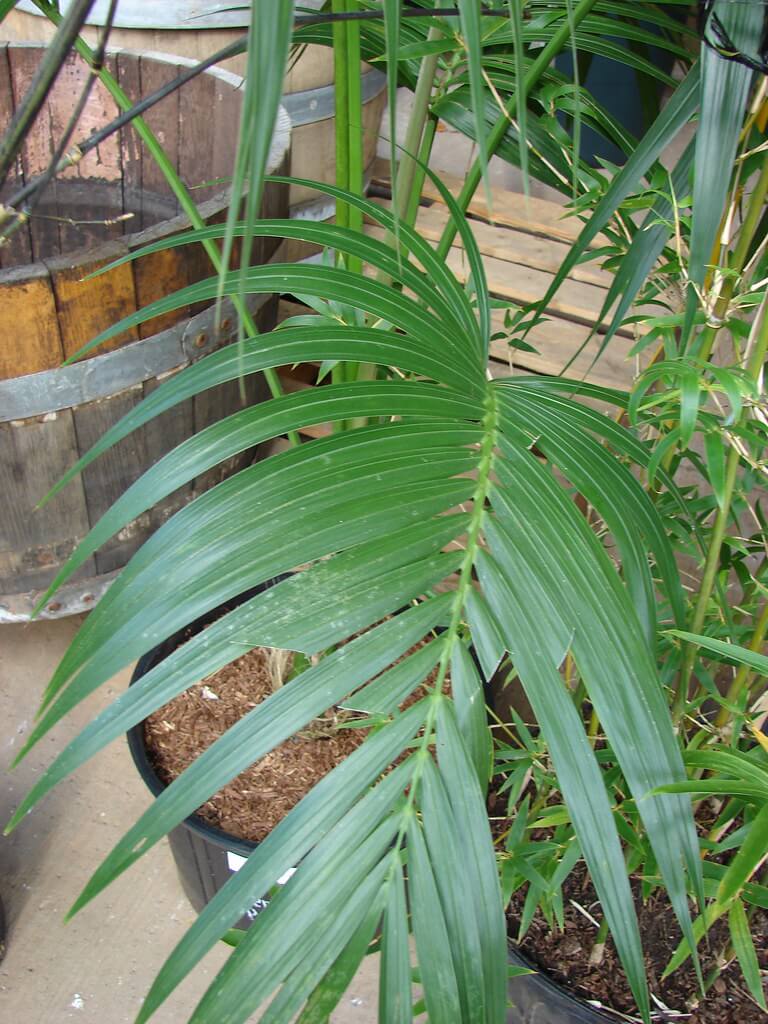 Kentia Palm (Howea Forsteriana, thatch palm)