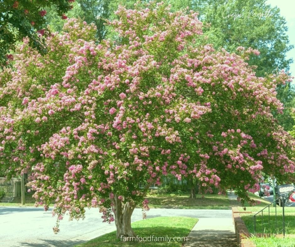 Five Reasons to Grow Crepe Myrtle (Lagerstroemia Indica)
