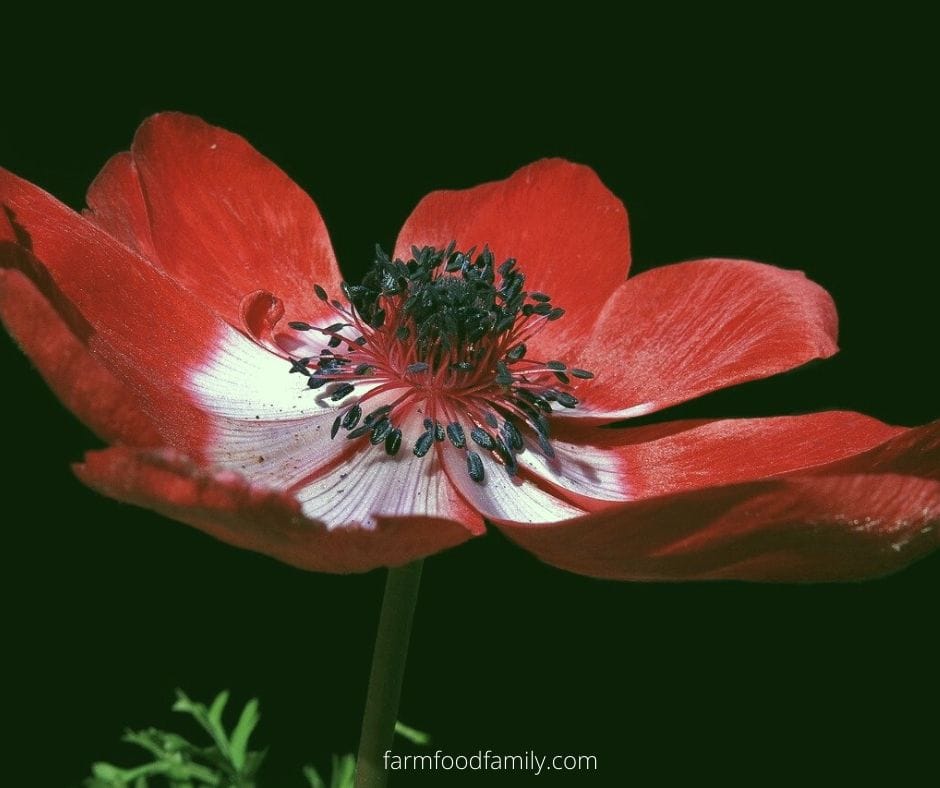 Red anemone flower meaning
