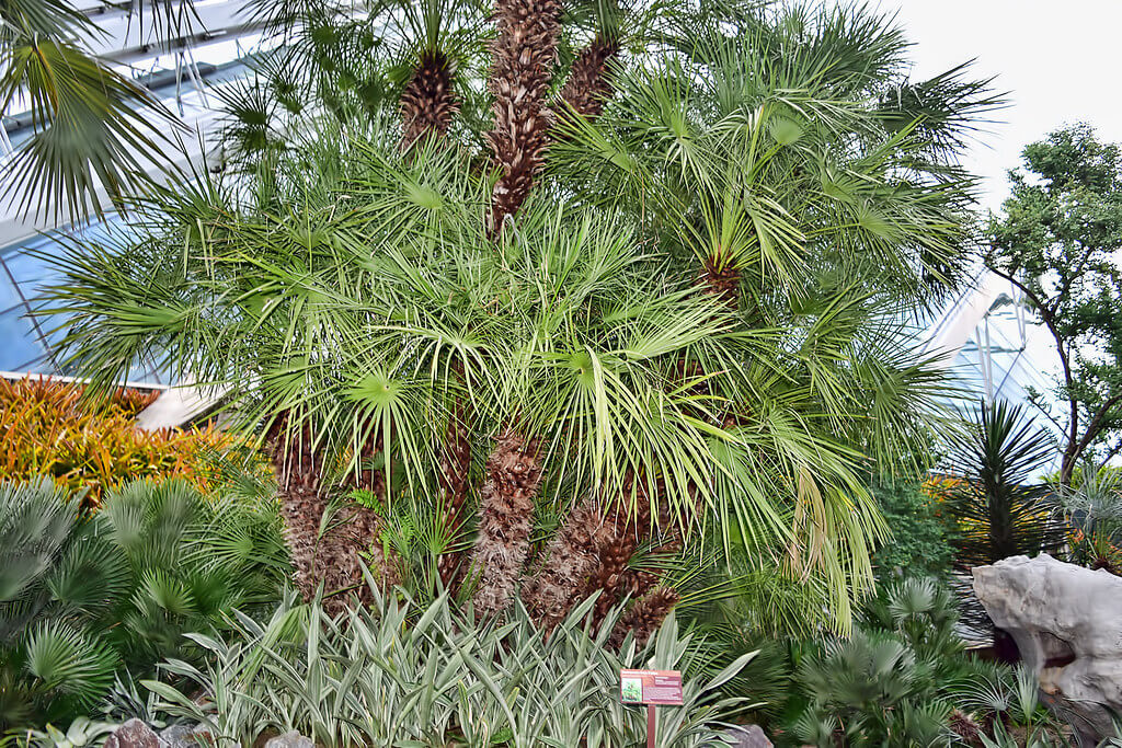 European fan palm (Chamaerops)