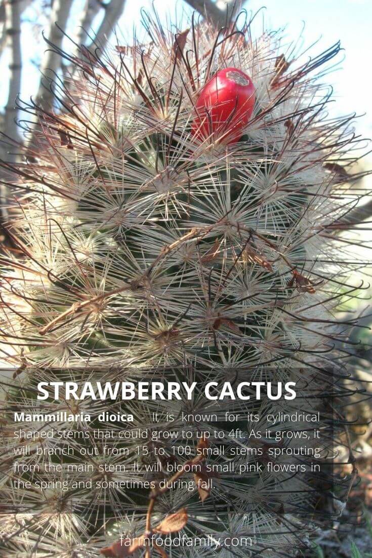 Strawberry cactus (Mammillaria dioica, California fishhook cactus)