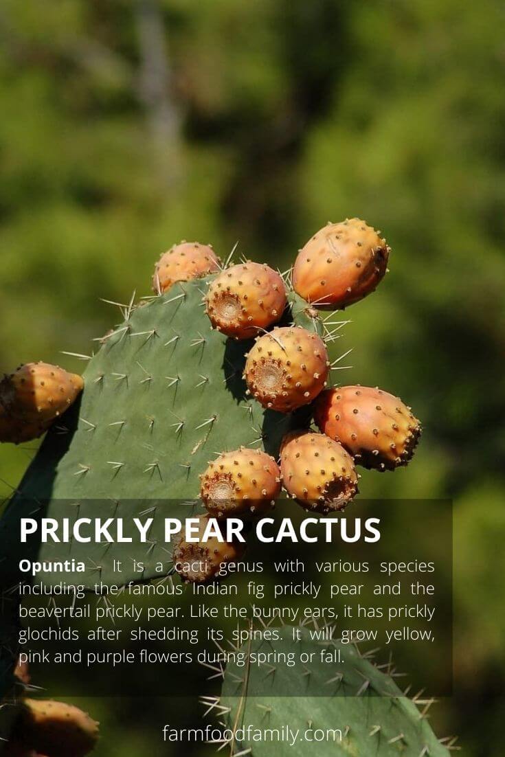 Prickly Pear cactus (Opuntia)