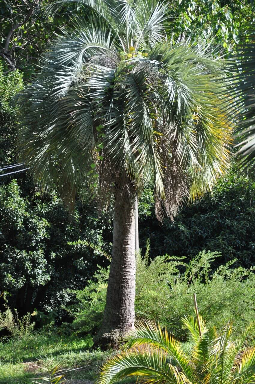 Pindo palm (Butia Capitata,  jelly palm)