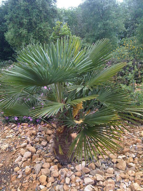Chinese Fan Palm (Livistona Chinensis)