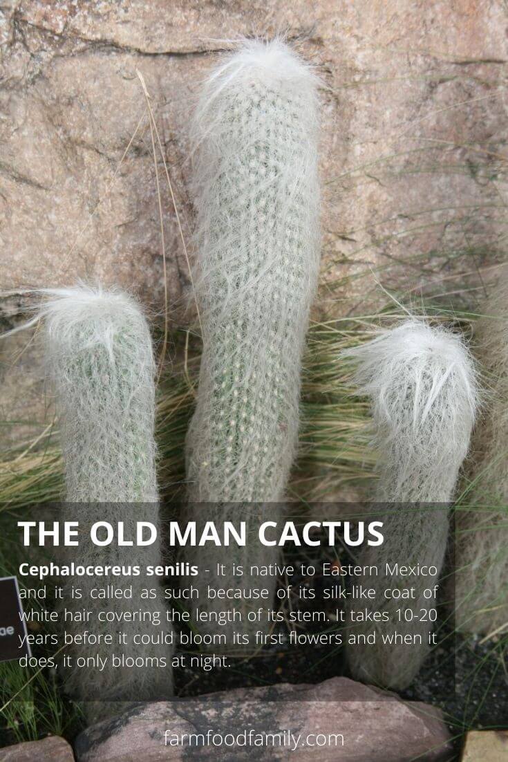 The old man cactus (Cephalocereus senilis)
