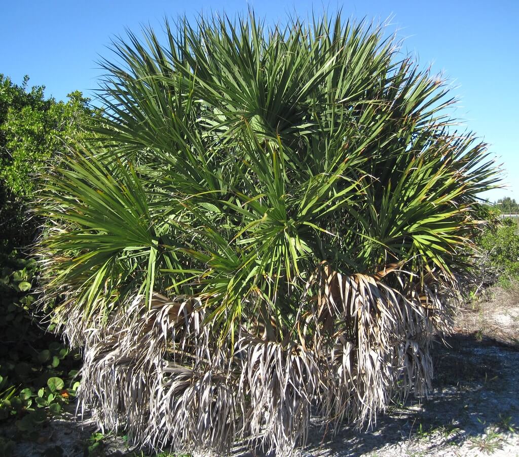 Sabal Palm (Sabal Palmetto, cabbage-palm, blue palmetto, Carolina palmetto, common palmetto, swamp cabbage)
