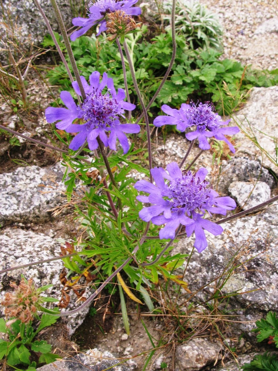 Pincushion Flower (Scabiosa japonica)