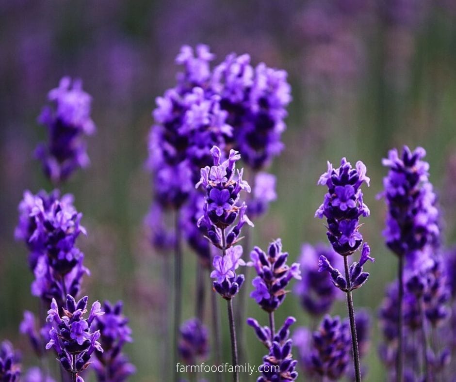 Purple Lavender