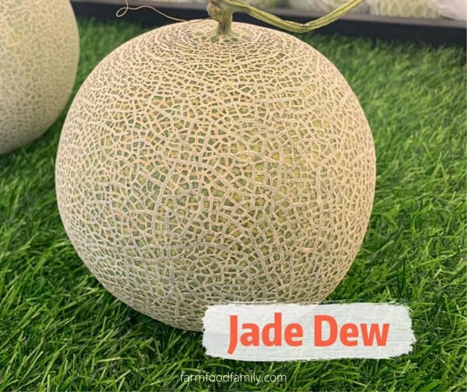 Jade Dew Melon