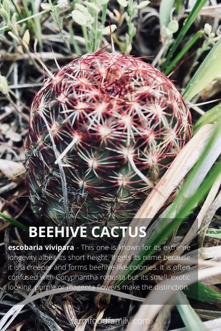 Beehive cactus (escobaria vivipara)