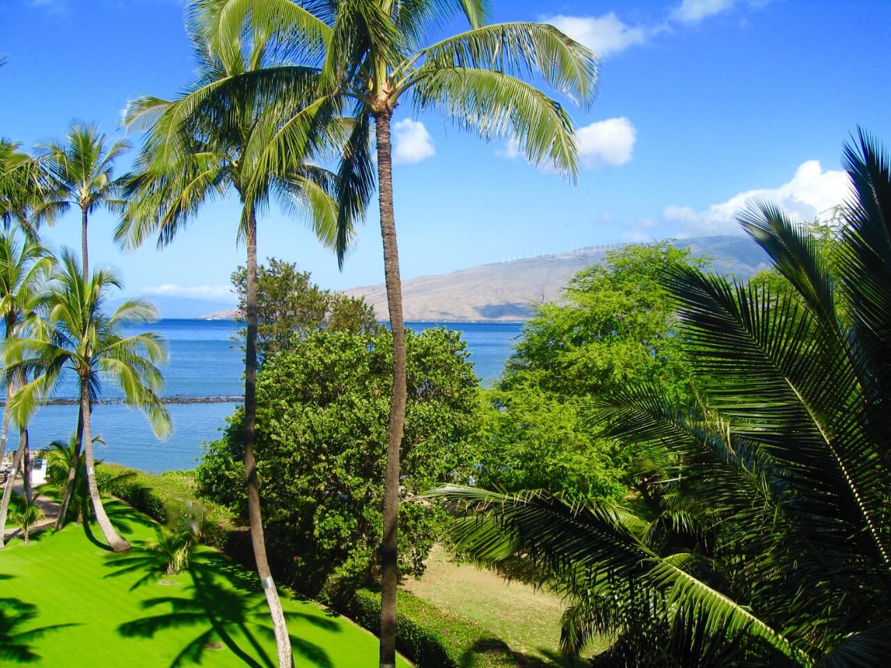 Hawaii palm trees