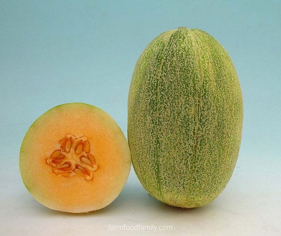 New Century Melon