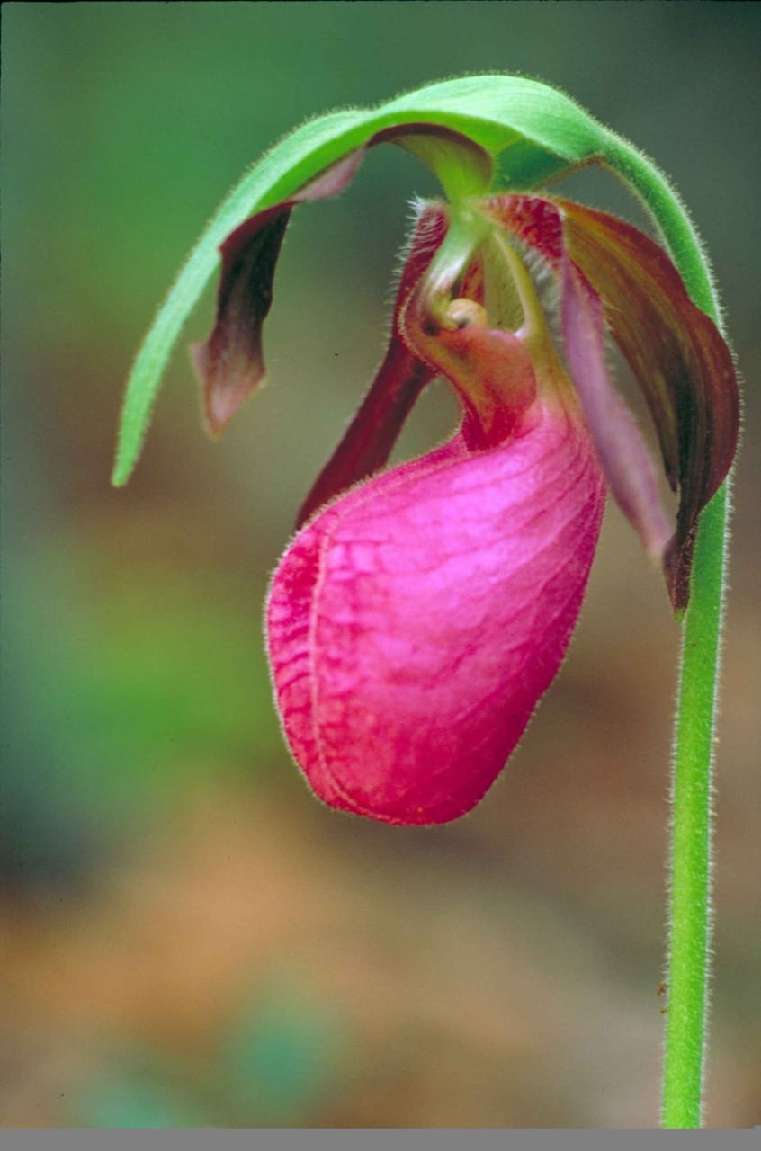 Pink Lady's Slipper (Cypripedium Orchid)