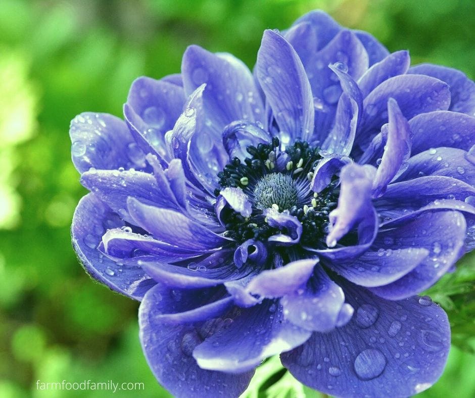 Blue anemone flower meaning