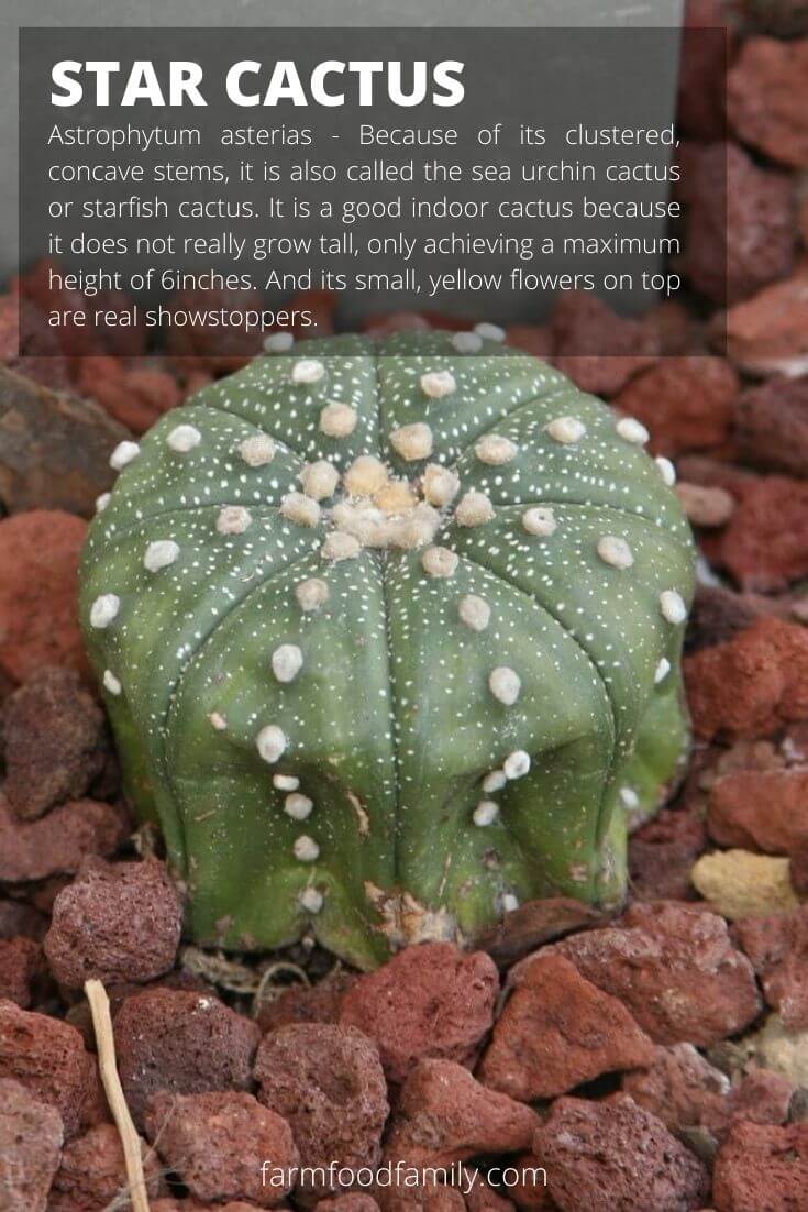 Star cactus (Astrophytum asterias)