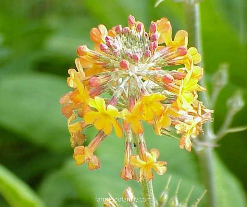 Primrose (Primula × bulleesiana)