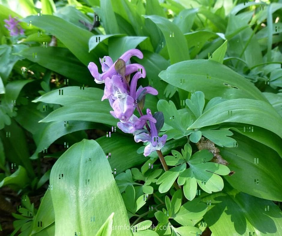 Purple Corydalis
