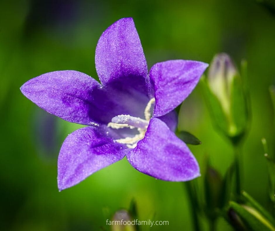 Purple flower: Bellflower