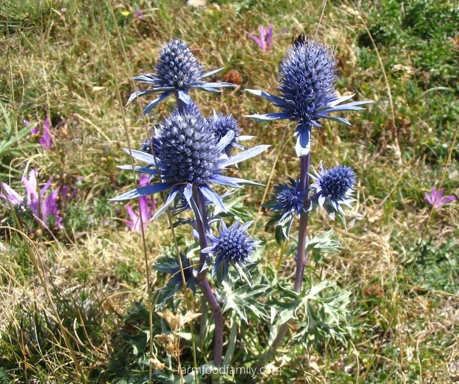 Oxford blue (Eryngium bourgatii)
