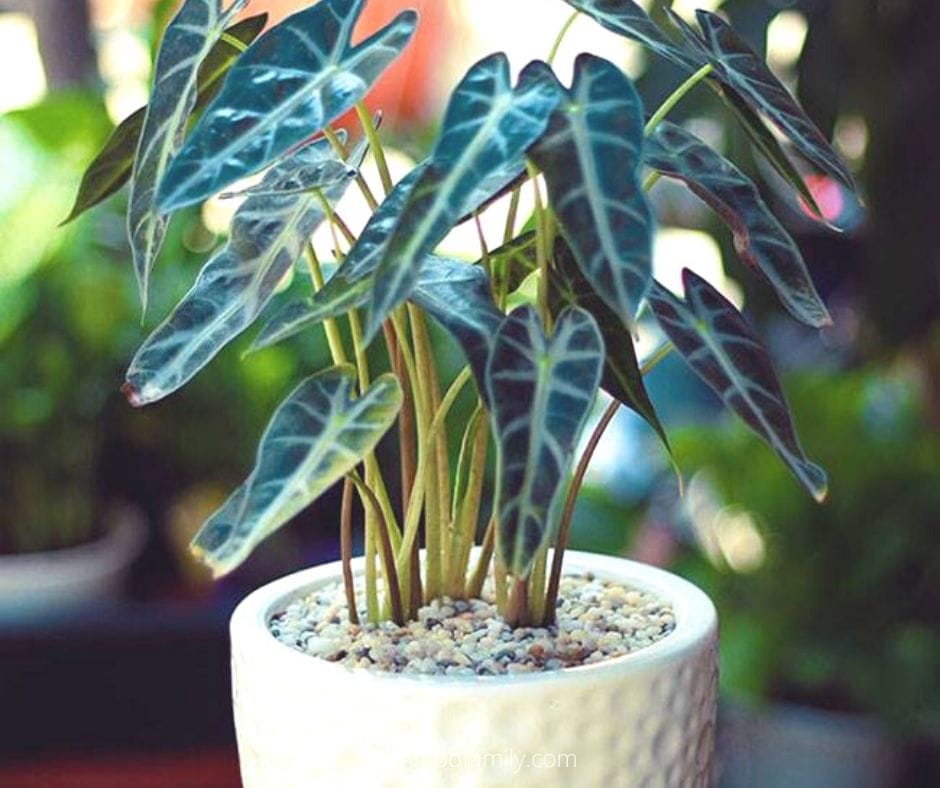 4 alocasia amazonica plant