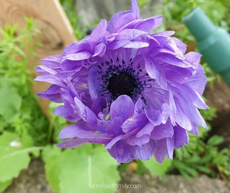 Purple flower: Cornflower