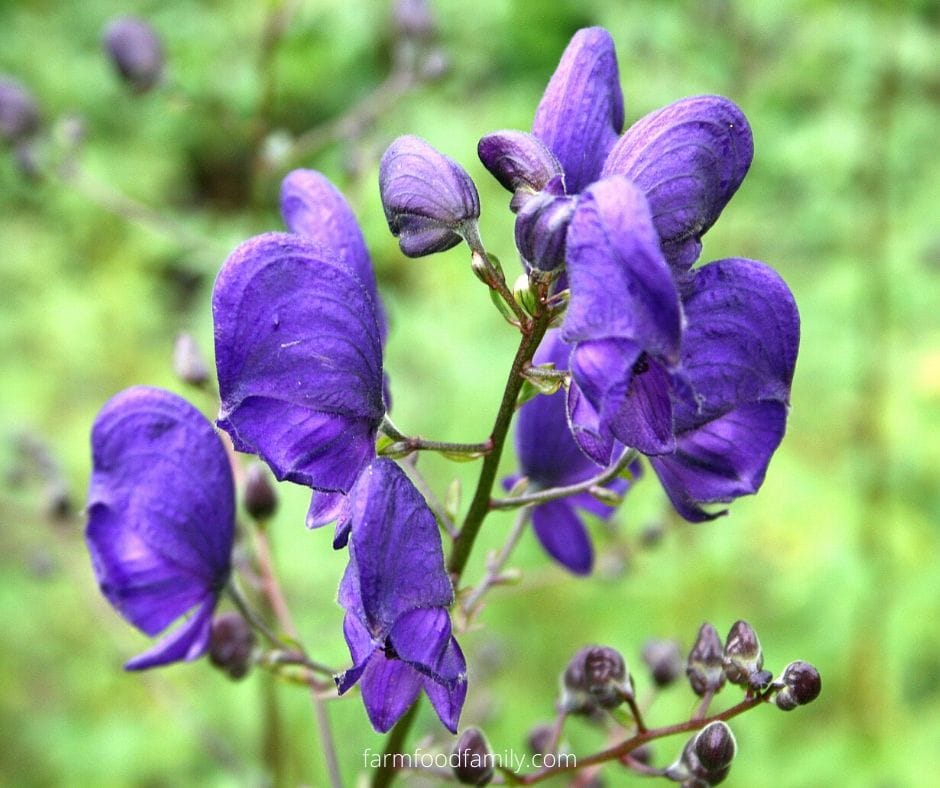 Poisonous purple flower: Aconitum napellus (monkshood)