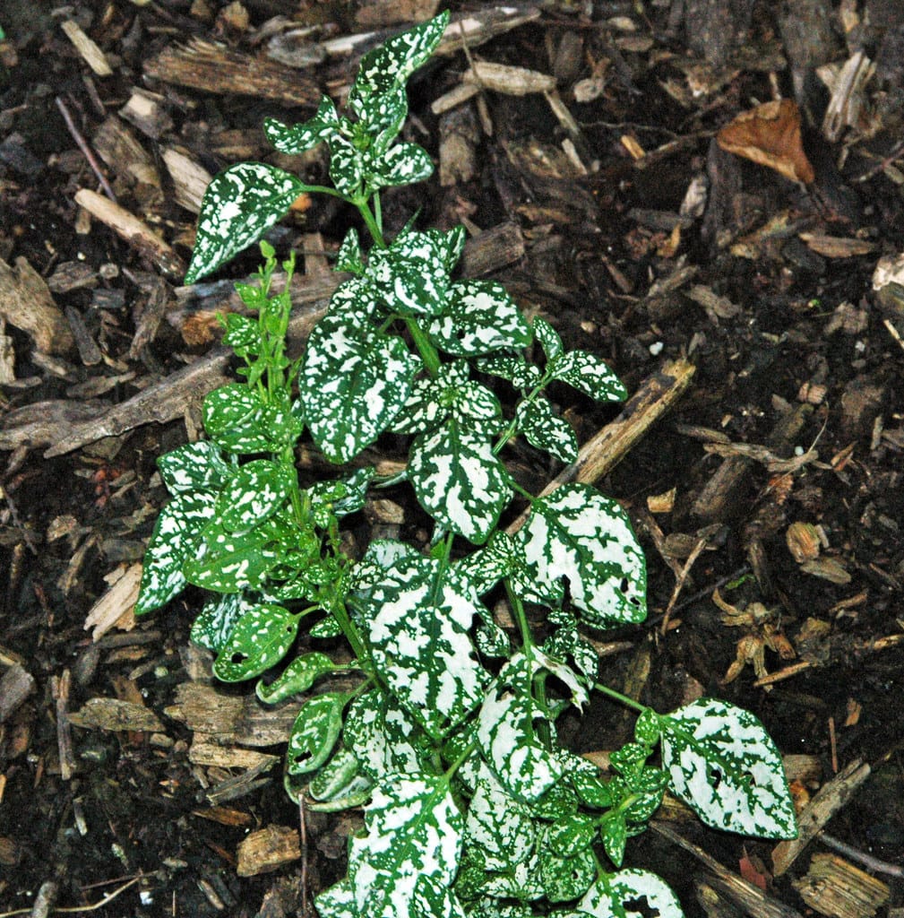 Polka Dot Plant (Hypoestes phyllostachya)