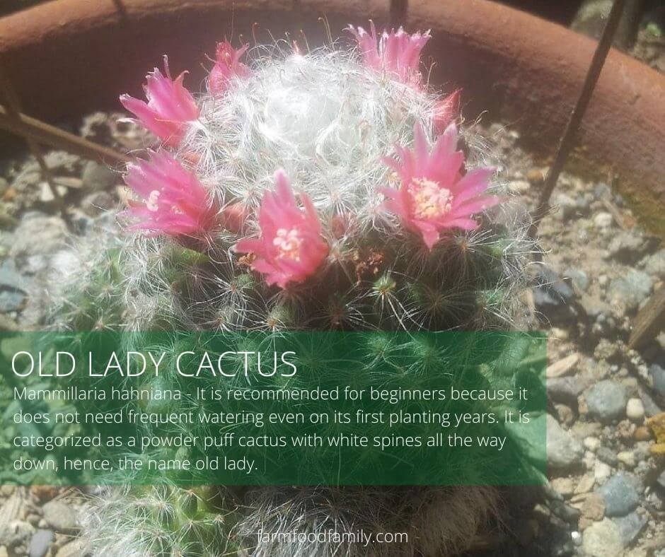 Old lady cactus (Mammillaria hahniana)