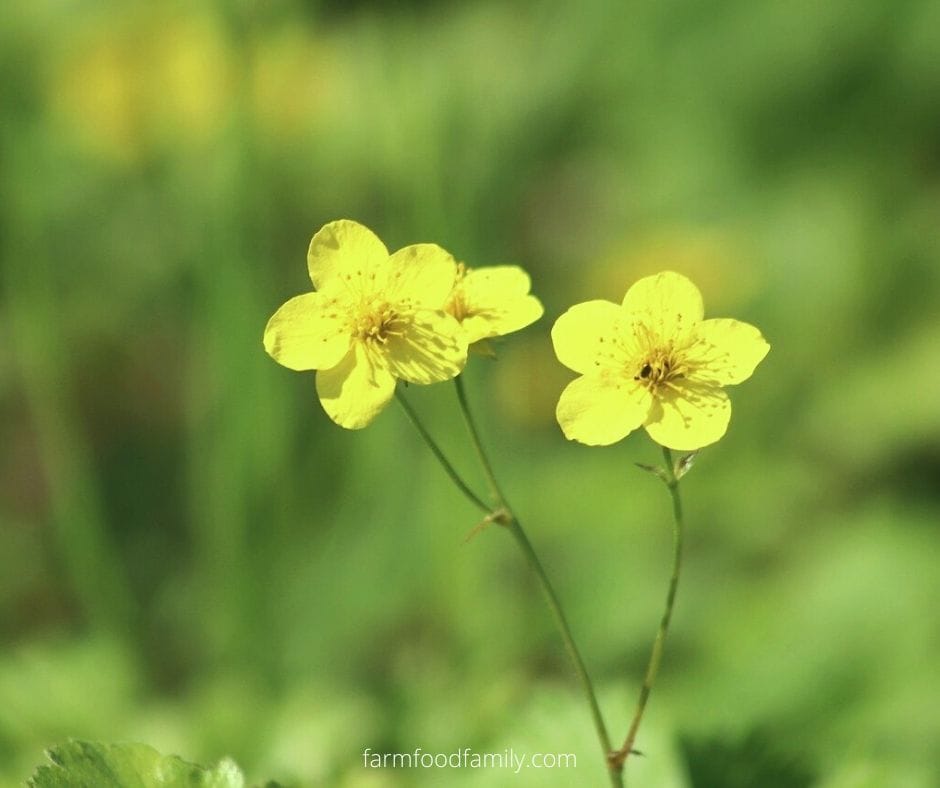 Yellow anemone flower meaning