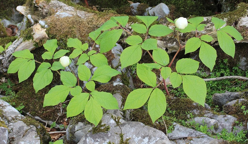 Peony (Paeonia japonica)