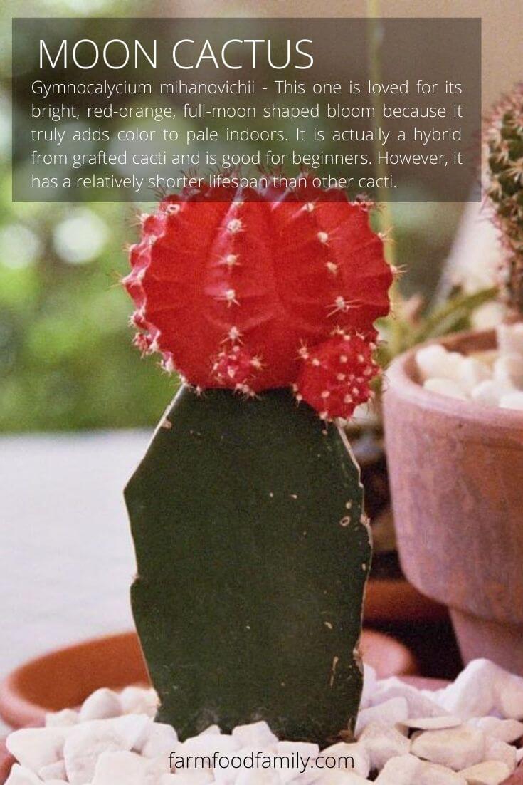 Moon cactus (Gymnocalycium mihanovichii)