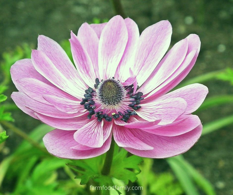 Pink anemone flower meaning