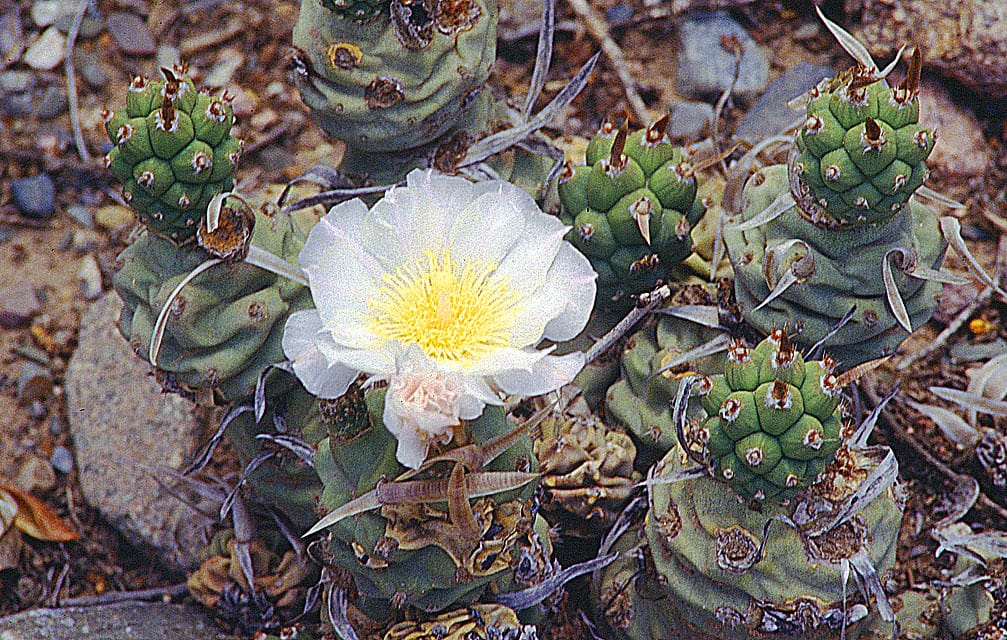 Paper Spine Cactus (Tephrocactus Articulatus)