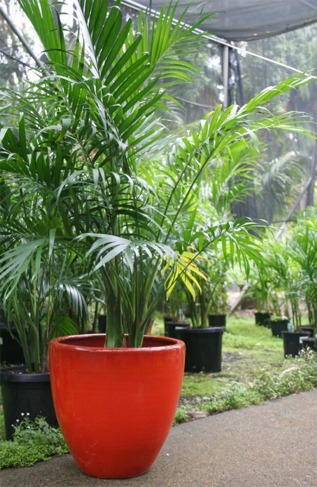 Cascade Palm (Chamaedorea cataractarum)