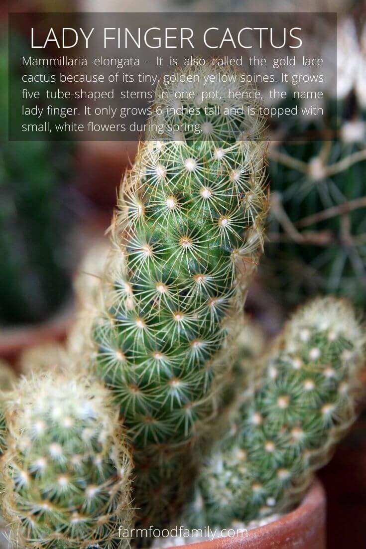 Lady Finger cactus (Mammillaria elongata)