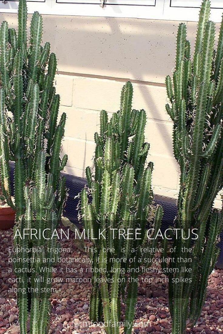 African milk tree cactus (Euphorbia trigona)