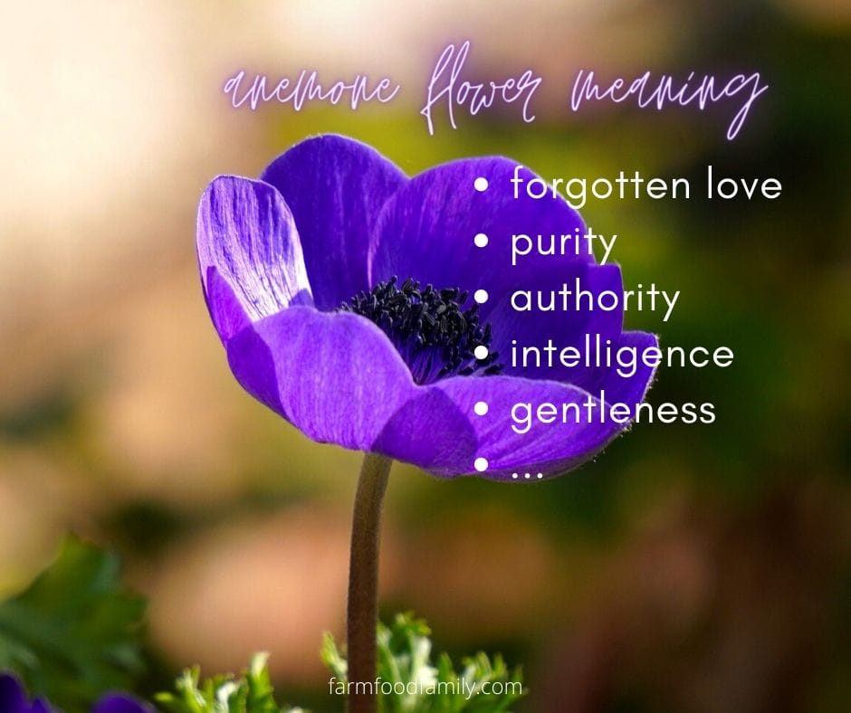 Anemone flower meaning